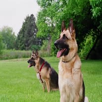 AMM Security K9 unit — trained guard dogs on patrol